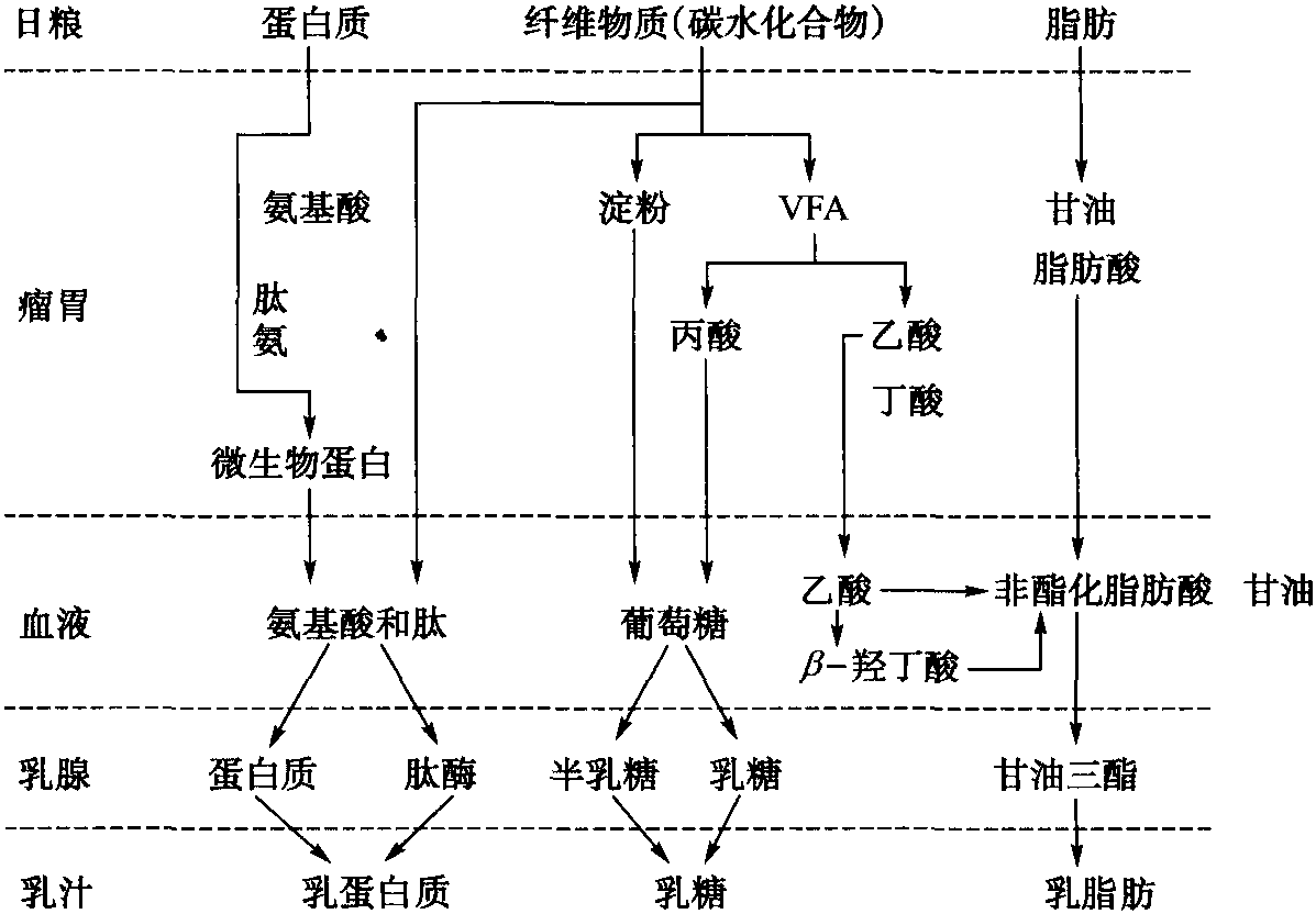 一、脂肪酸的合成